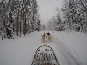 Really Wild Education